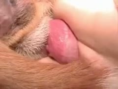 Tranquil college babe receives wild one time that babe feels biggest dog dong knotting in her moist fuck hole
